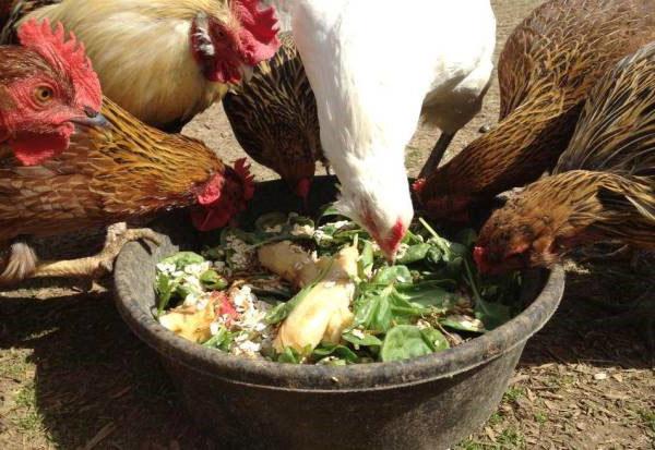 Pienso verde para gallinas ponedoras