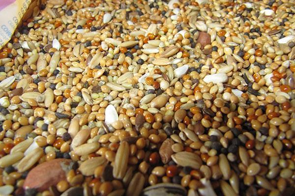 Mezcla de cereales para gallinas ponedoras