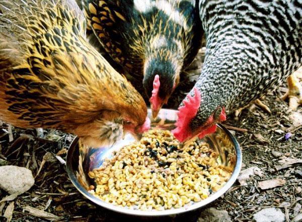 Alimentando gallinas