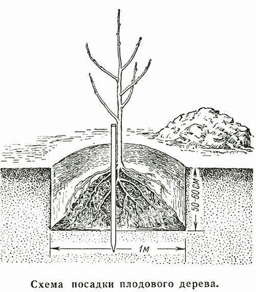 Plan de plantation d'arbres fruitiers