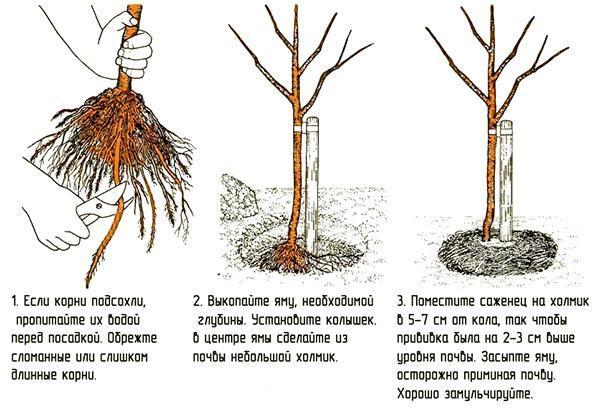 Plantar una plántula con un sistema de raíces abierto.