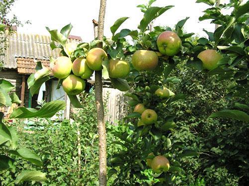 Soporte de un árbol fructífero