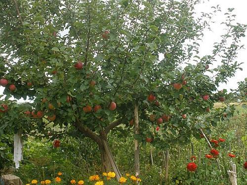 El manzano plantado en verano empezó a dar frutos.