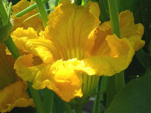 Dans les grandes plantations de citrouilles en fleurs, les abeilles récoltent le nectar