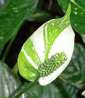 La floración original de spathiphyllum.