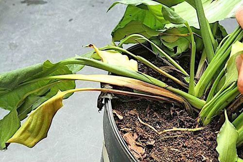 Una planta afectada por la pudrición de la raíz.