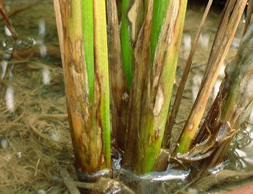 Des champignons nuisibles se sont installés sur la plante