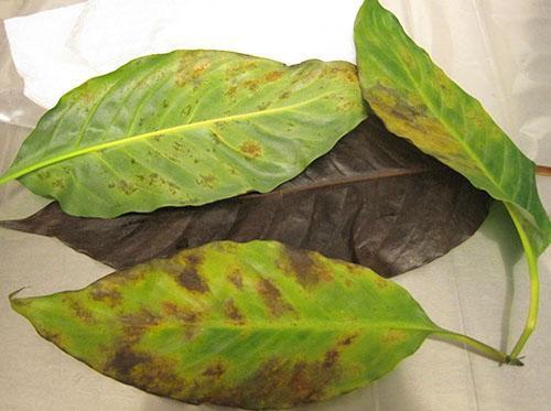 Clorosis y edema de hojas de spathiphyllum.