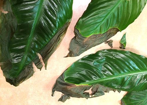 Homosis de spathiphyllum