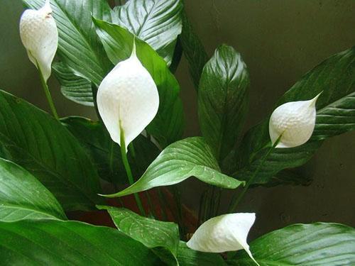 Une plante saine a des fleurs blanches