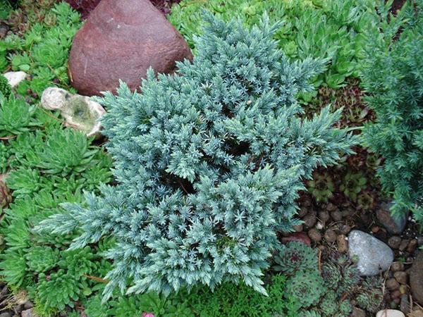 Blue Star en composición con otras plantas