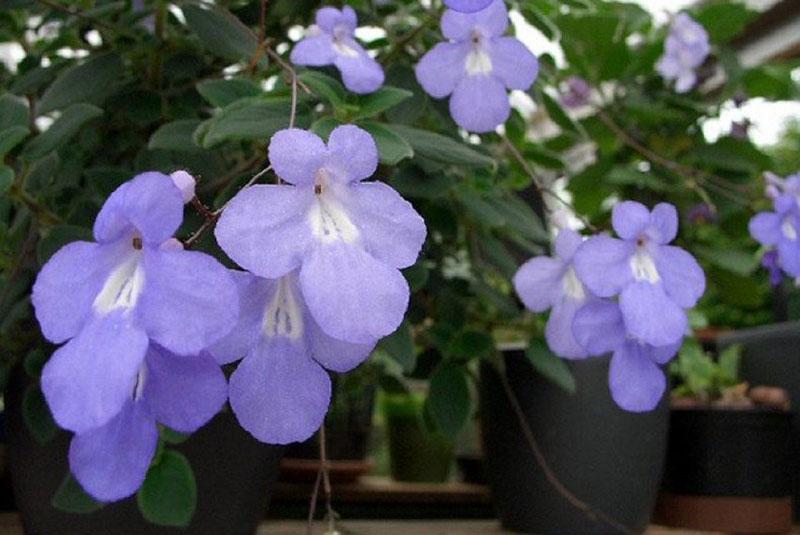 streptocarpelle à floraison douce