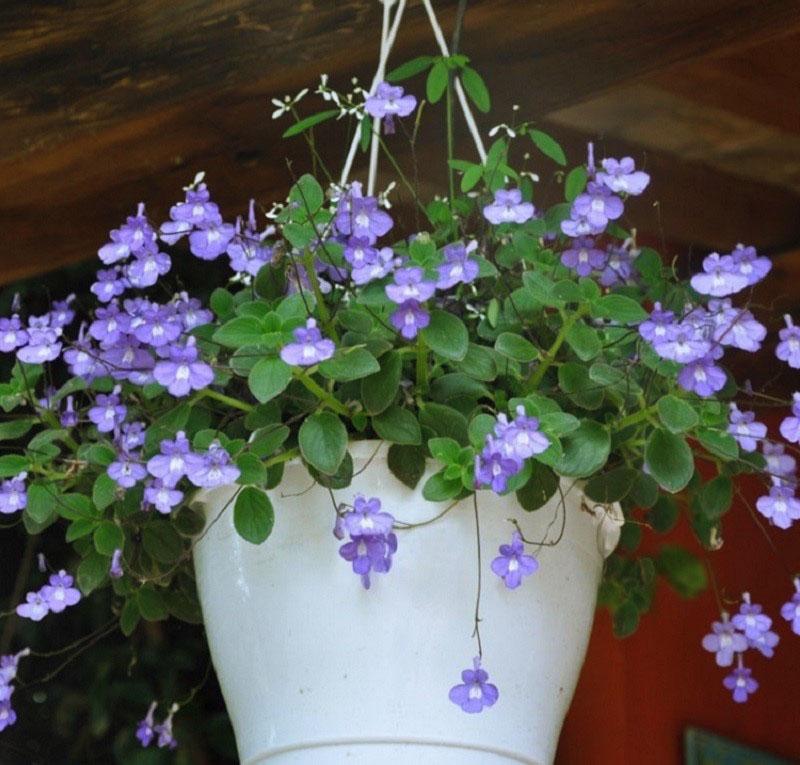 una planta en un área sombreada