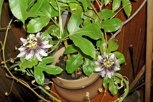 La plante a répondu aux bons soins avec la floraison