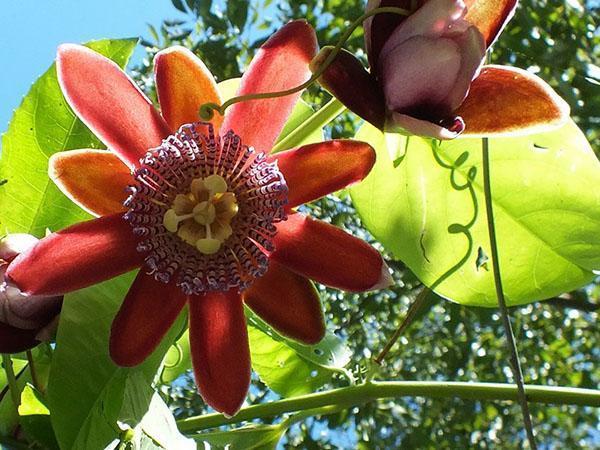 Fleurs de passiflore ailées