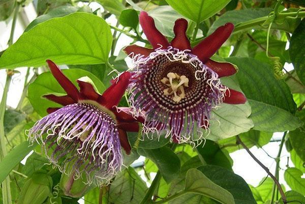 Fleurs de passiflore