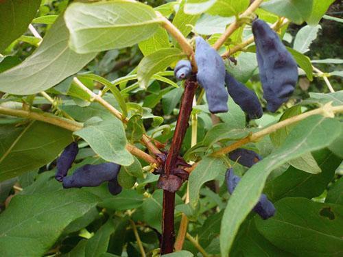 Variedad de frutos largos
