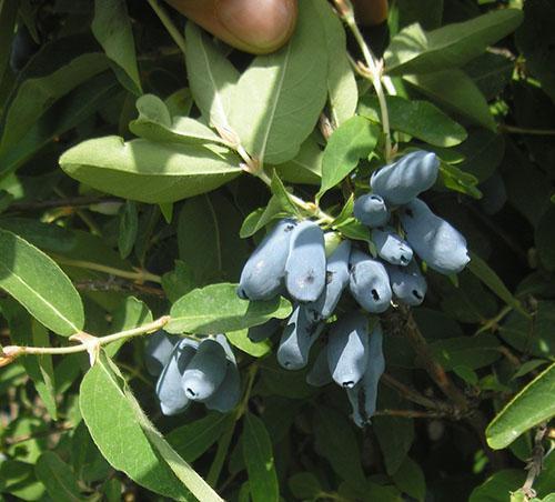 Variété de broche bleue