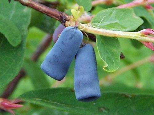 Variedad Tomichka