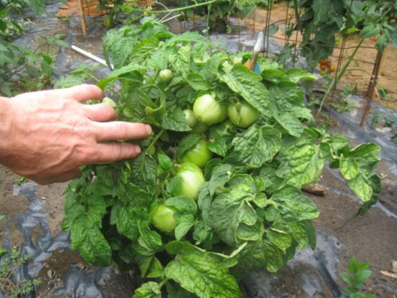 tomate arbusto demidov