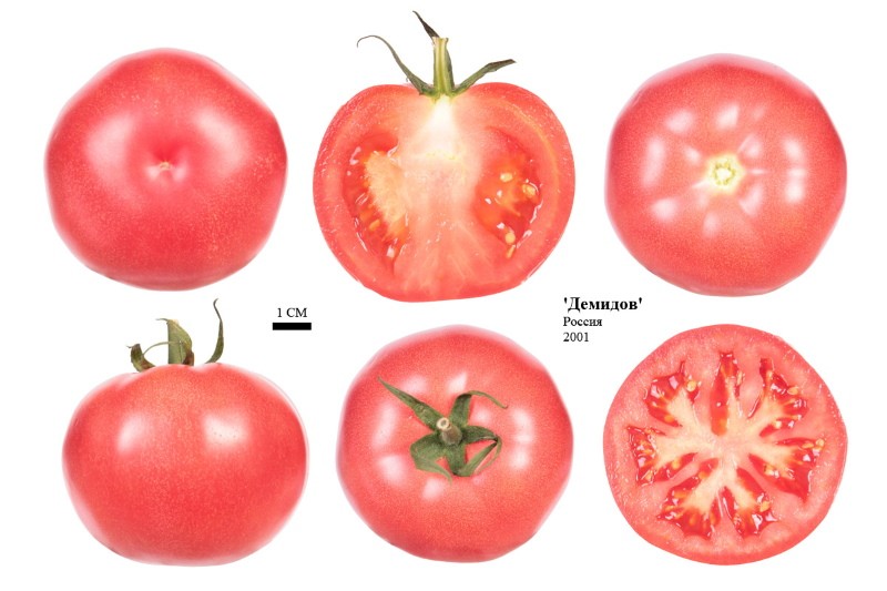 frutos de tomate demidov