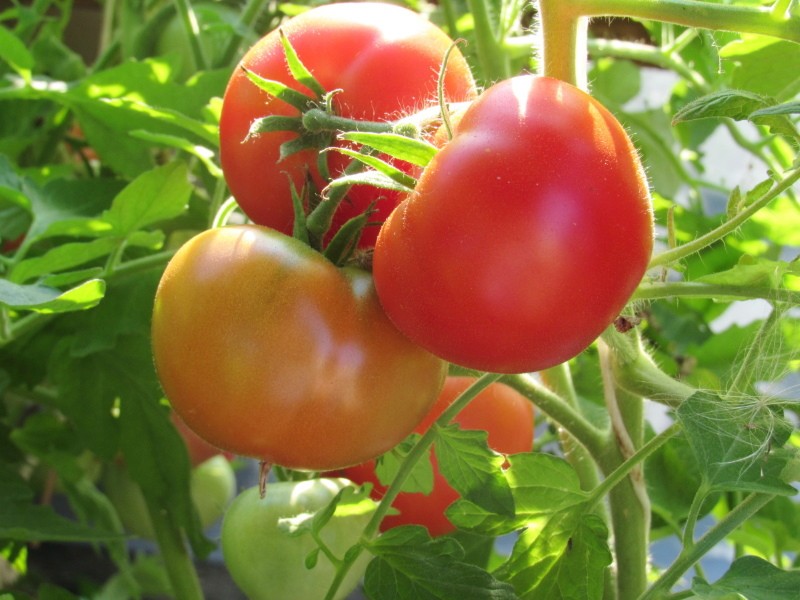 variété de tomate demidov