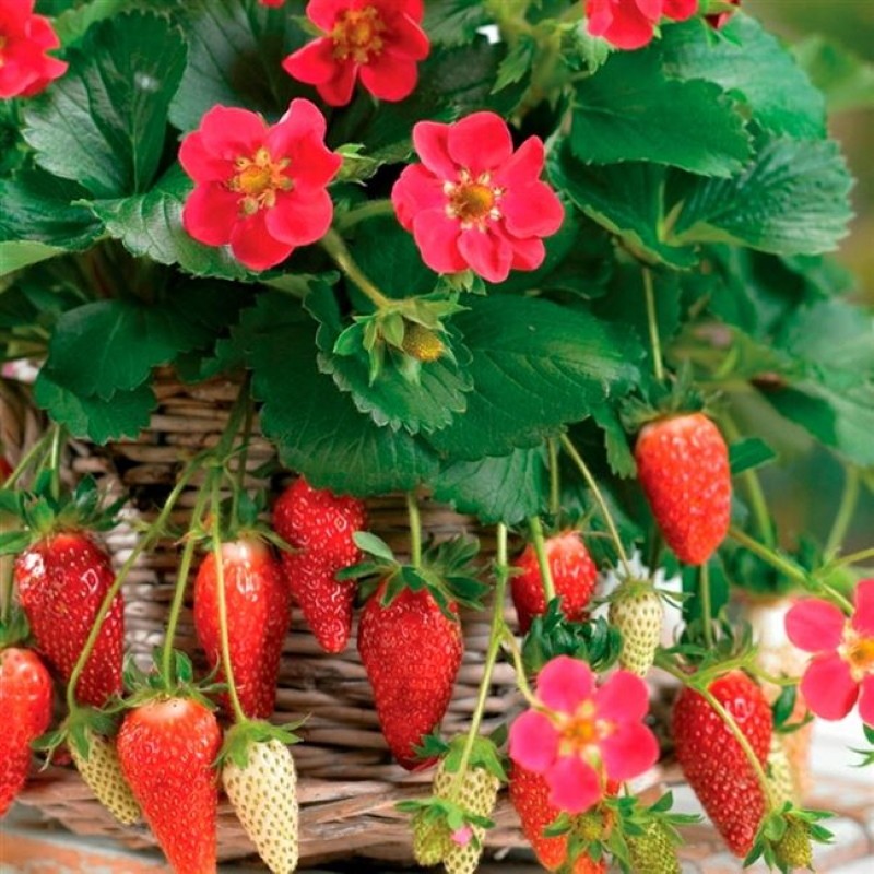 Ampel fraise tristan