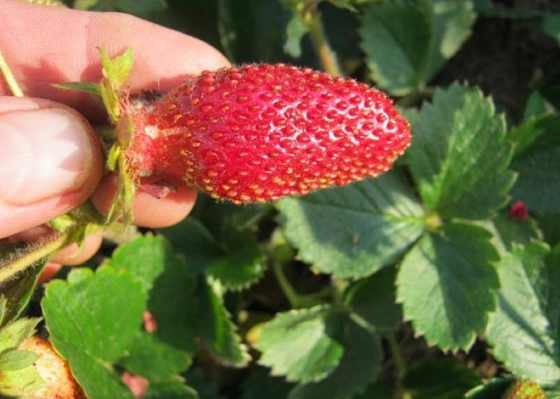 tristan aux fraises