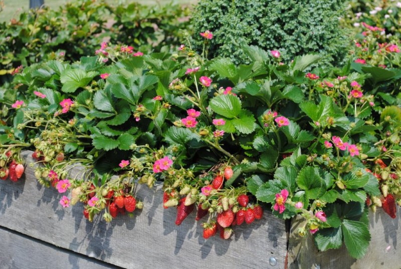 avantages et inconvénients de la fraise tristan