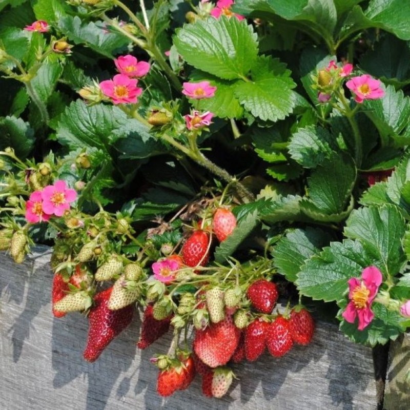 tristan aux fraises