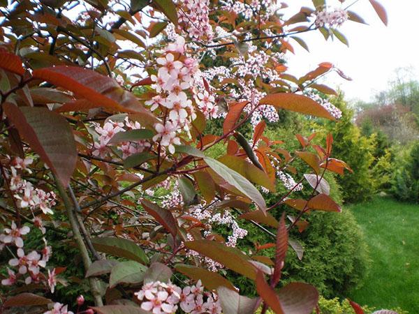 flores de cerezo de pájaro de hojas rojas