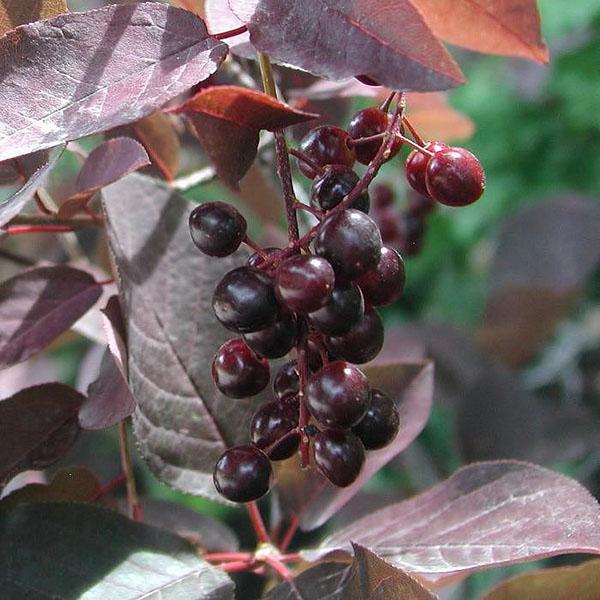 cereza de pájaro de hojas rojas