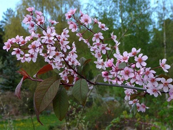 floreciente belleza siberiana