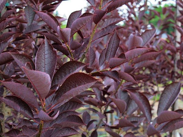 carpa pájaro rojo cereza