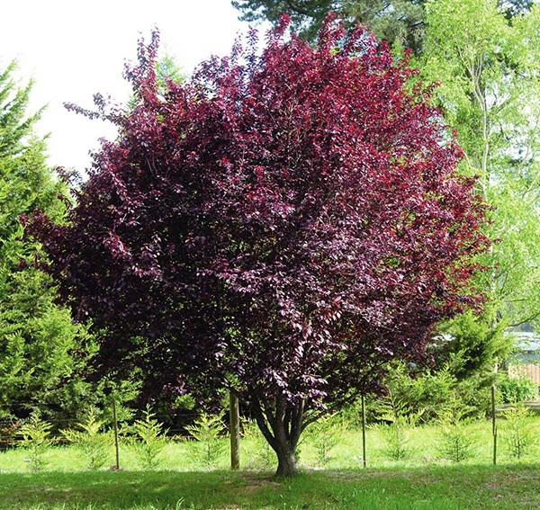 cereza de pájaro de hojas rojas no muerta