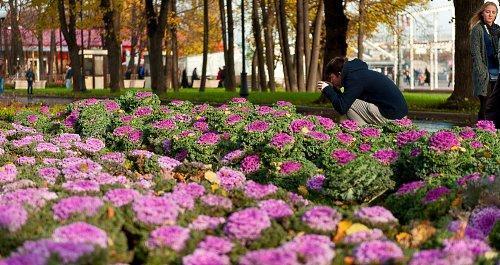 cama de flores de la ciudad