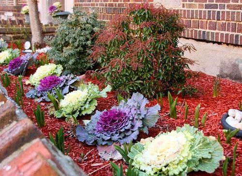 sur la photo, il y a un parterre de fleurs avec du chou ornemental