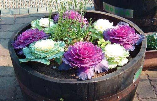 sur la photo, il y a un parterre de fleurs coloré avec un chou décoratif brillant