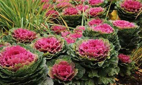 variedad de repollo ornamental - Garden Curly