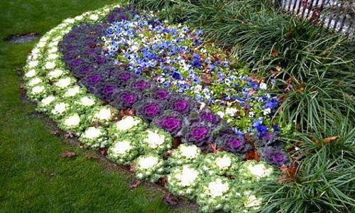 Cama de flores de jardín en el país de repollo ornamental