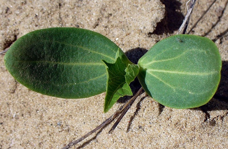 las semillas de echinocystis brotan