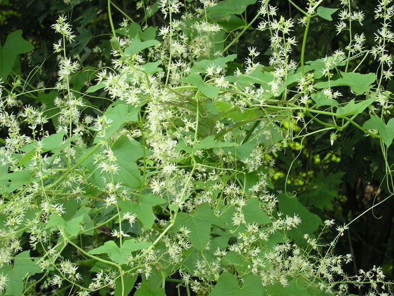 vigne herbacée