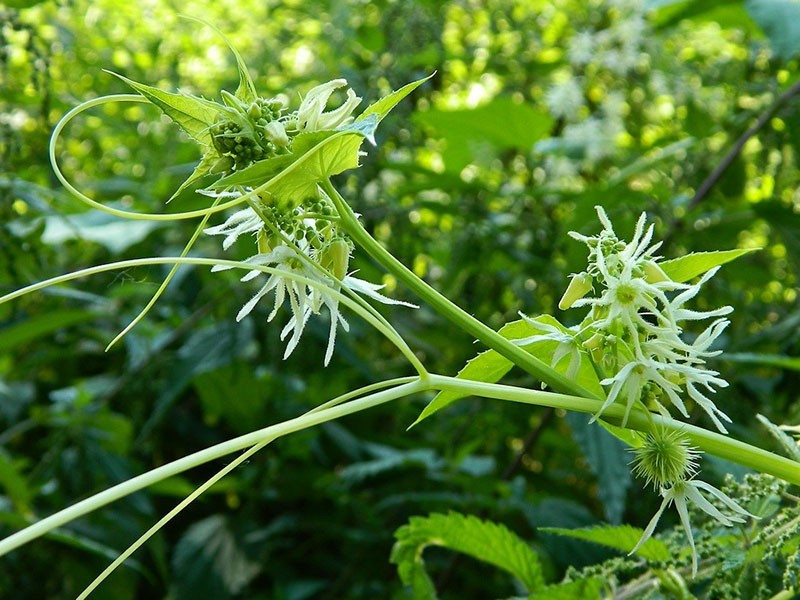 tallo de la planta