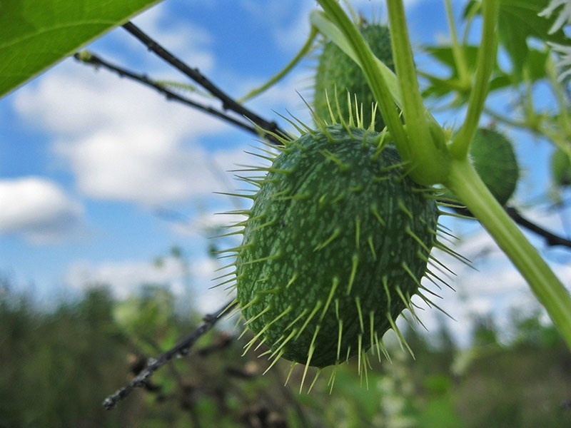 Enredadera de fruta espinosa echinocystis