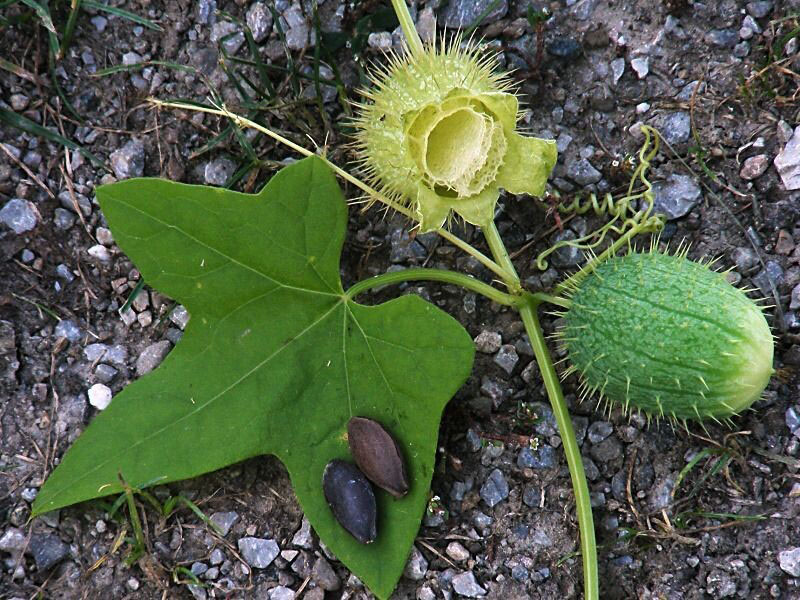 graines d'echinocystis