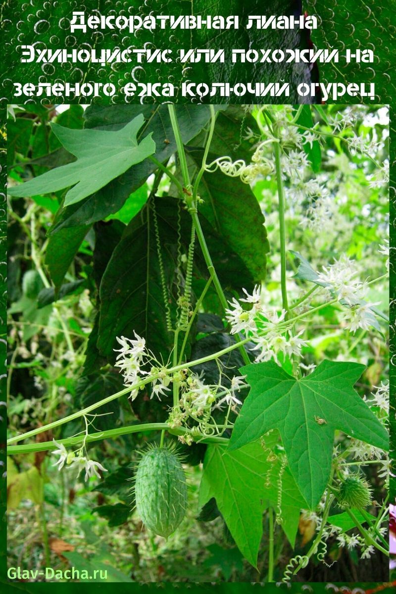 liane echinocystis