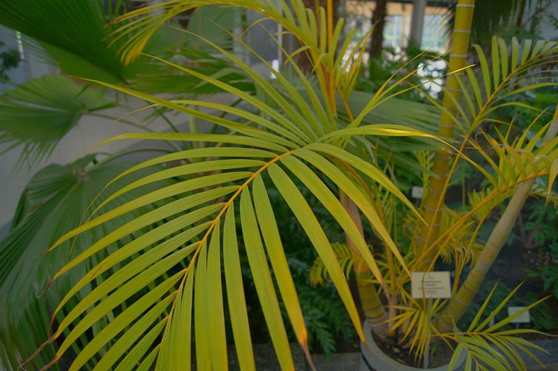 chrysalidocarpus jaunâtre