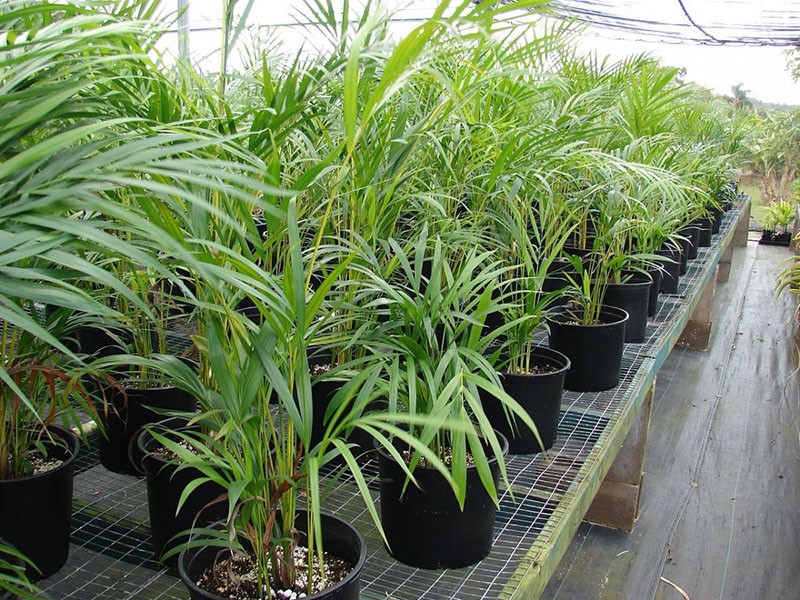 reproducción de chrysalidocarpus
