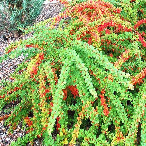 Alfombra verde Barberry Thunberg