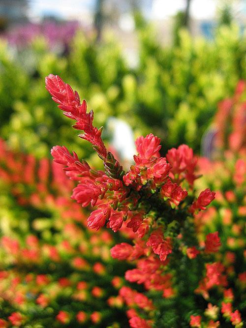 Bruyère de jardin